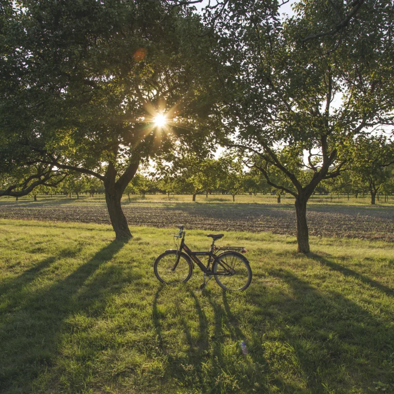 Wycieczki rowerowe – najdogodniejszy sposób poznawania nowych miejsc
