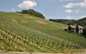 Noclegi w winnicach: Ekskluzywne pobyty w sercu winiarskich regionów
